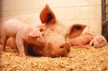 Malaysia placed on alert against swine flu 